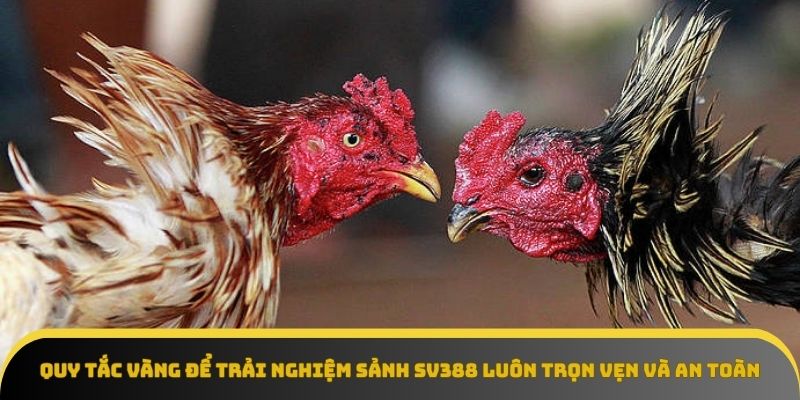 Quy tắc vàng trải nghiệm sảnh cược Sv388 an toàn
