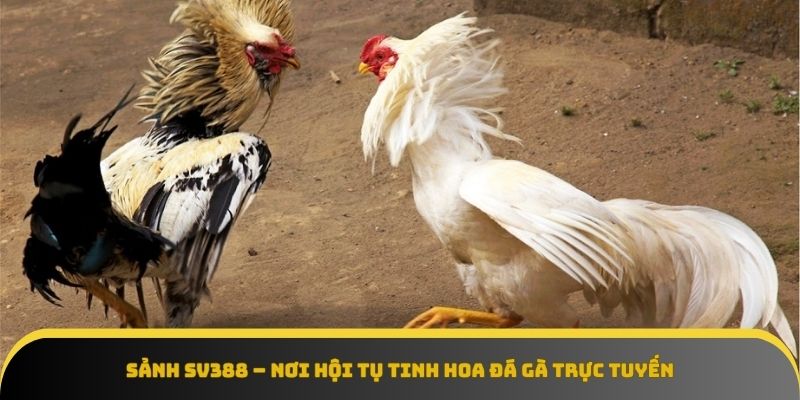 Sảnh Sv388 hội tụ tinh hoa đá gà trực tuyến